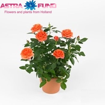 Rosa Orange Star fotografie