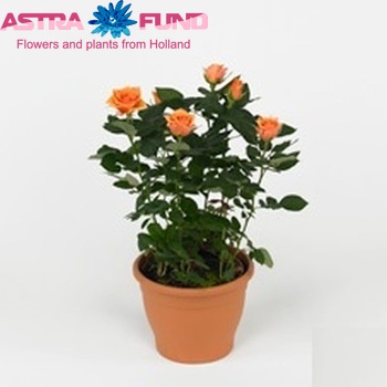 Rosa Palace Collection Fahra fotografie