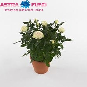 Rosa Pearl fotografie