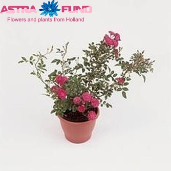 Rosa Polyantha fotografie