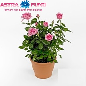 Rosa Rebekah fotografie