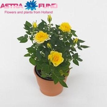 Rosa Smile fotografie