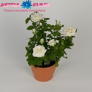 Rosa Snow Star fotografie