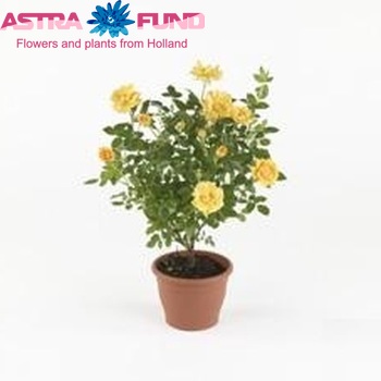 Rosa Spelarosa Amber Nectar fotografie