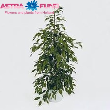 Ficus benjamina 'Exotica' fotografie
