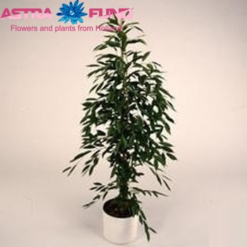 Ficus benjamina 'Foliole' fotografie