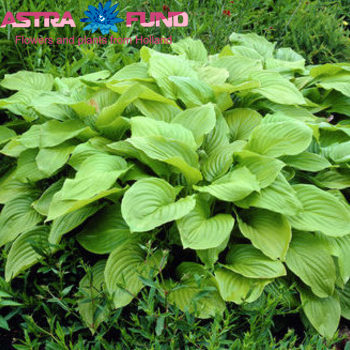 Hosta Royal Standard fotografija