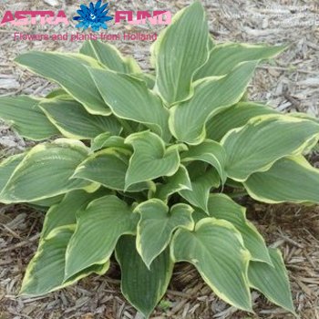 Hosta Yellow River foto