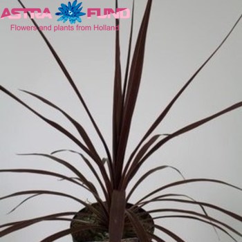 Cordyline Aus. Red Star In Sleeve fotó