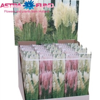Cortaderia Selloana Pumila foto