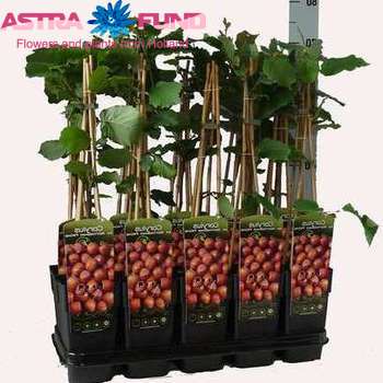 Corylus Nottingham Fruehe foto
