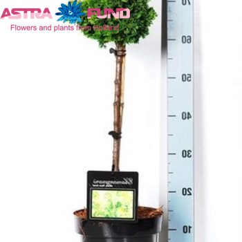 Chamaecyparis Nana Aurea On Stem foto