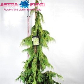 Chamaecyparis Pendula zdjęcie