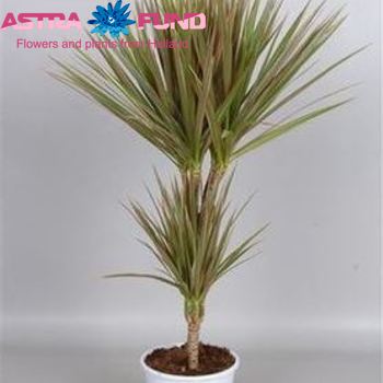 Dracaena Marginata Bicolor fotografie