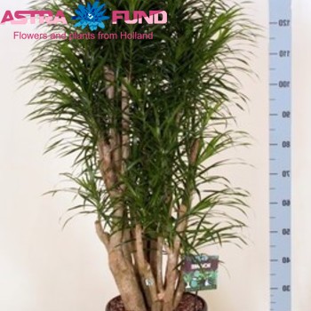 Dracaena Refl Anita fotografie