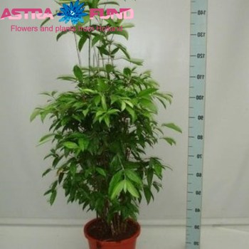 Dracaena Surculosa fotografija