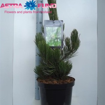 Pinus Satellit fotó