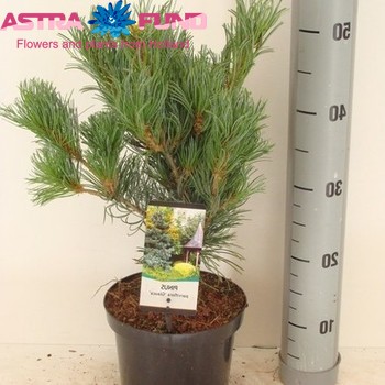 Pinus Tempelhof fotó