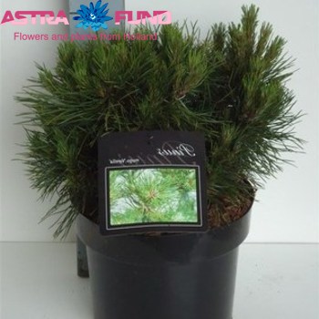Pinus Varella foto