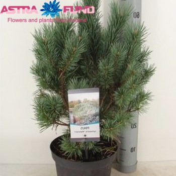 Pinus Watereri foto