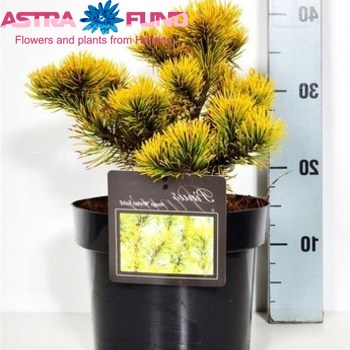 Pinus Winter Gold foto