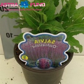 Salvia Ostfriesland photo