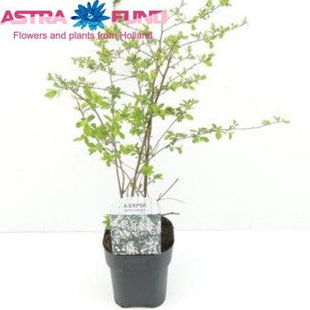 Spiraea Vanhouttei fotografie