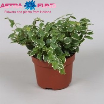 Ficus Pumila fotografie