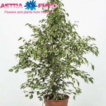 Ficus Starlight fotografie
