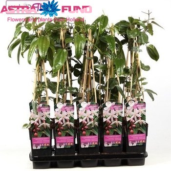 Clematis Armandii Apple Blossom fotó