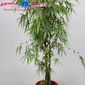 Bambusa Ventricosa fotó