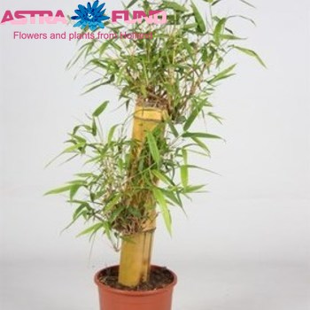 Bambusa Vulgaris fotó