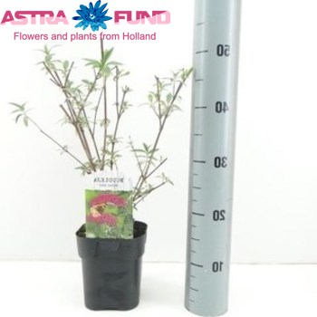 Buddleja Royal Red photo