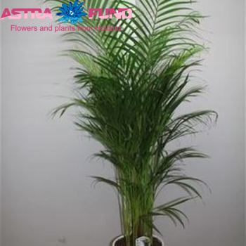 Chrysalidocarpus Areca photo