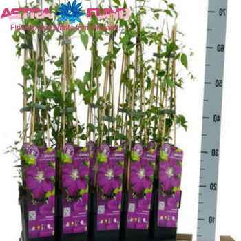 Clematis Etoile Violette fotó