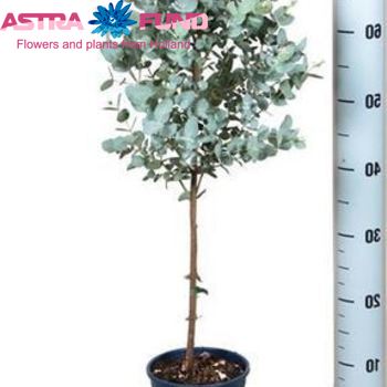 Eucalyptus fotografija