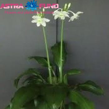 Eucharis Grandiflora 2-Spike fotografija
