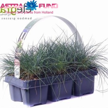Festuca Glauca fotografija