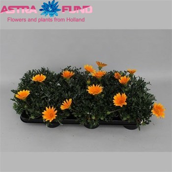 Gazania Orange fotografija