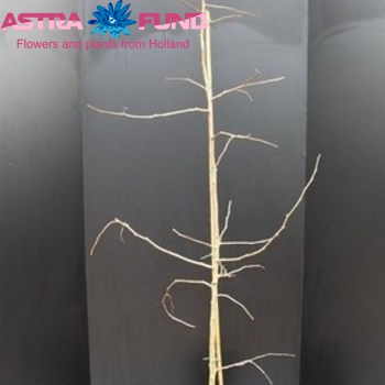 Ginkgo Biloba fotografija