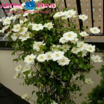 Clematis Guernsey Cream fotó