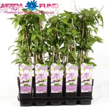 Clematis Hagley Hybrid fotó