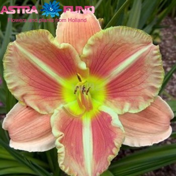 Hemerocallis Veins Of Truth fotografie