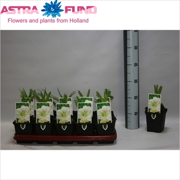 Hemerocallis White Temptation fotografie