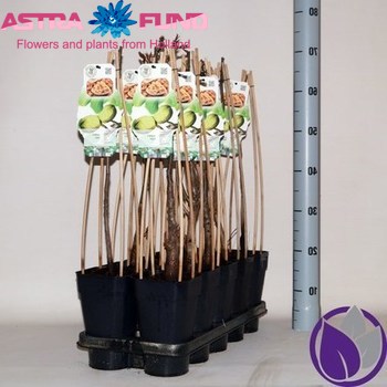 Juglans Regia foto