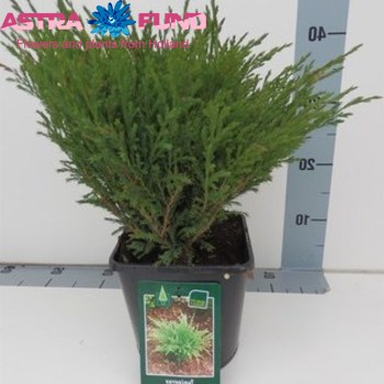 Juniperus Andorra Compact fotó