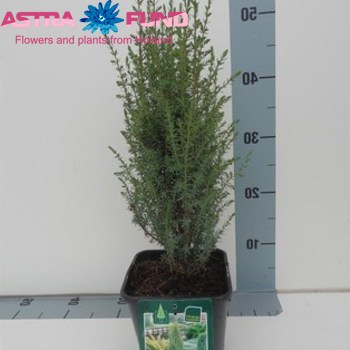 Juniperus Arnold fotó