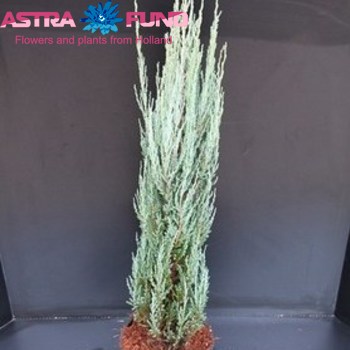 Juniperus Blue Arrow fotó