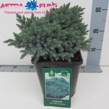 Juniperus Blue Star fotó