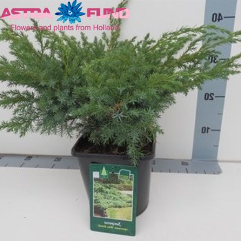 Juniperus Blue Swede fotó